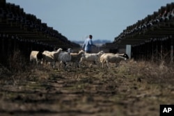 Sheep walk near solar panels on a solar farm owned by SB Energy on Tuesday, Dec. 17, 2024, in Buckholts, Texas. (AP Photo/Ashley Landis)