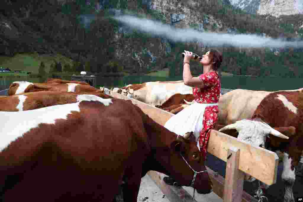 Bavarian mountain farmer Petra drinks beer as she returns her cattle from summer pastures across lake Koenigssee near Berchtesgaden, Germany.