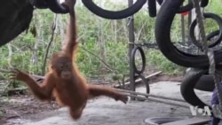 Orangutans and Giraffes Among Most Vulnerable Species