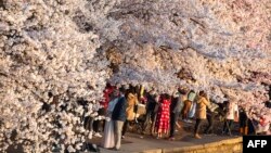 People walk under cherry blossom trees as the sun rises at the Tidal Basin in Washington, DC on April 3, 2019.