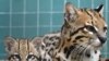 Bayi ocelot duduk di sebelah induknya di Kebun Binatang Zoologischer Garten di Berlin, Jerman, pada 13 September 2013. Bayi ocelot tersebut lahir pada 17 Juli 2013. (Foto: AFP)