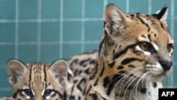 Bayi ocelot duduk di sebelah induknya di Kebun Binatang Zoologischer Garten di Berlin, Jerman, pada 13 September 2013. Bayi ocelot tersebut lahir pada 17 Juli 2013. (Foto: AFP)