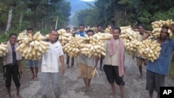 Farmers in Indonesa harvest maize.