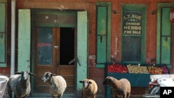 Most of the buildings in China Alley, a sort of rural Chinatown in California, are decaying and unprotected by any area preservation organization or regulations.