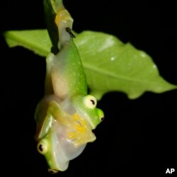 Glass Frogs Transparency