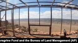 This photo provided by The Peregrine Fund and the Bureau of Land Management shows California condors inside a pen before being released on Sept. 28, 2024 from Vermillion Cliffs National Monument in Arizona, about 80 kilometers from the Grand Canyon's North Rim.