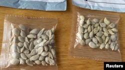 Packages of unidentified seeds which appear to have been mailed from China to U.S. postal addresses are seen at the Washington State Department of Agriculture (WSDA) in Olympia, Washington, July 24, 2020. 