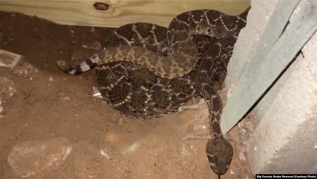 Ular derik di kolong rumah di Texas.