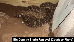 Ular derik di kolong rumah di Texas.