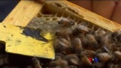 ကမ္ဘာတဝှမ်း ပျား ထိန်းသိမ်းရေးနေ့