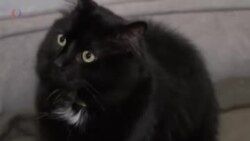 Кошкина квартира