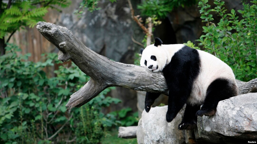 Panda raksasa Mei Xiang menikmati tidur siang di Kebun Binatang Nasional, Washington, AS. (Foto: Dok)