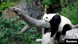 Panda raksasa Mei Xiang menikmati tidur siang di Kebun Binatang Nasional, Washington, AS. (Foto: Dok)