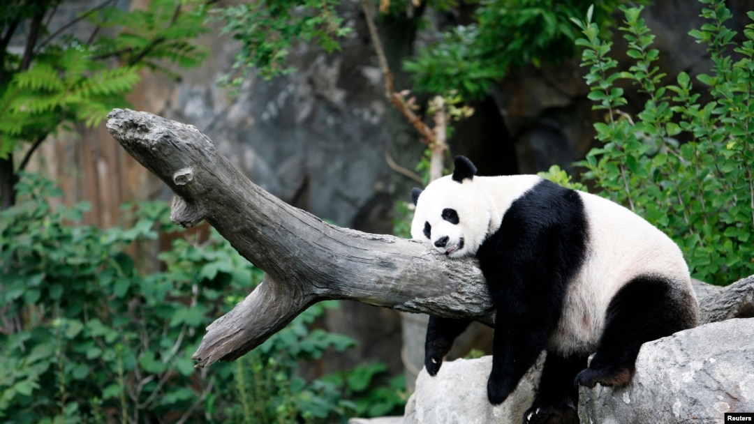 مادہ پانڈا می زیانگ دوپہر کو آرام کر رہی ہے۔