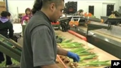 Workers at Fresh Tulips USA in Virginia, ship out 45 million flowers each year.