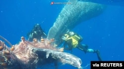 Penyelam Itali berusaha menyelamatkan seekor paus yang terperangkap dalam jaring ikan (foto: dok). 