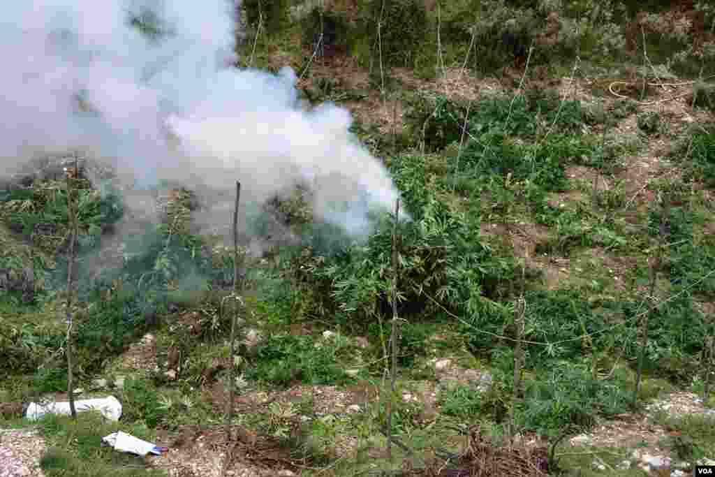Ilegal Marijuana in Southern Albania
