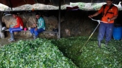 Colombia pidió nuevamente a la ONU la legalización y comercialización de la hoja de coca
