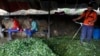 Colombia continúa mostrando un aumento de cultivos ilícitos de coca

