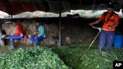 Foto de archivo. Trabajadores que cosechan coca desayunan en un pequeño laboratorio en la región montañosa de Antioquia, Colombia. (Foto AP/Rodrigo Abd, Archivo)