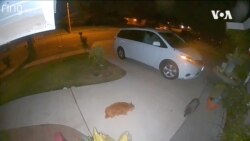 Log On Doorbell Animals -- USAGM