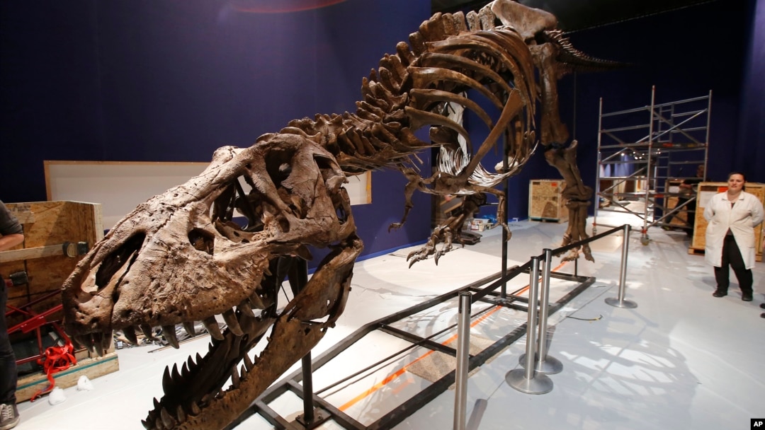 Kerangka dinosauraus Tyrannosaurus Rex berjenis kelamin perempuan dan sudah berusia 67 juta tahun dipamerkan Museum Nasional Sejarah Alam di Paris, 24 Mei 2018.
