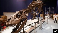 Kerangka dinosauraus Tyrannosaurus Rex berjenis kelamin perempuan dan sudah berusia 67 juta tahun dipamerkan Museum Nasional Sejarah Alam di Paris, 24 Mei 2018.
