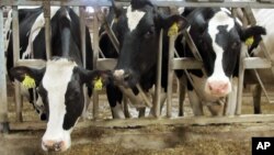 FILE - Holsteins cows at seen at Larson Acres Inc. in the Town of Magnolia, Wisconsin, Sept. 21, 2011. 