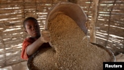 Boy loads gold rocks into a crushing machine at a local goldmine in Bagega village, northeastern state of Zamfara, Nigeria, Aug. 14, 2013.