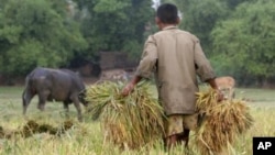 A Cambodian man carries rice at a paddy rice farm in Bekpeang village, Kampong Cham province, file photo. 