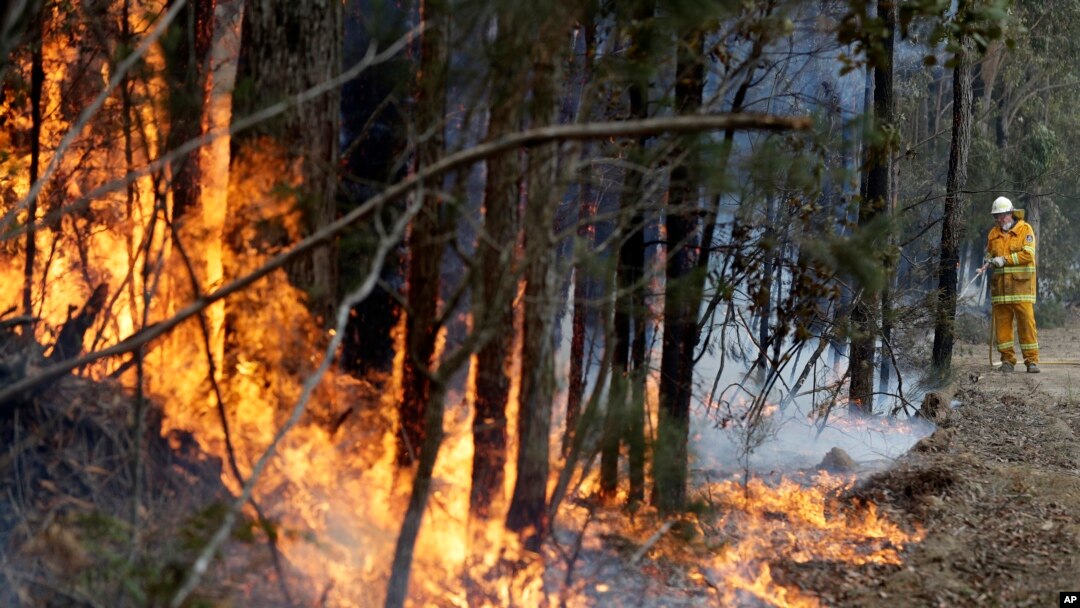 Seorang petugas pemadam kebakaran berupaya menjinakkan api di dekat Tomerong, Australia, Rabu, 8 Januari 2020.