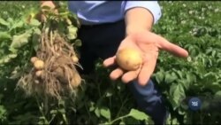 Потенціал української картоплі розкриють за гроші уряду США. Відео