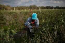 A Mexican migrant worker picks blueberries during a harvest at a farm in Lake Wales, Florida, March 31, 2020.