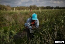 A Mexican migrant worker picks blueberries during a harvest at a farm in Lake Wales, Florida, March 31, 2020.