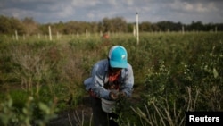 FILE - A Mexican migrant worker picks blueberries during a harvest at a farm in Lake Wales, Florida, March 31, 2020.