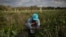 FILE - A Mexican migrant worker picks blueberries during a harvest at a farm in Lake Wales, Florida, March 31, 2020.