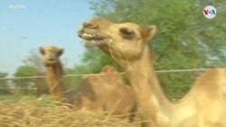 ECOLOGÍA: Estiércol de camello para energía