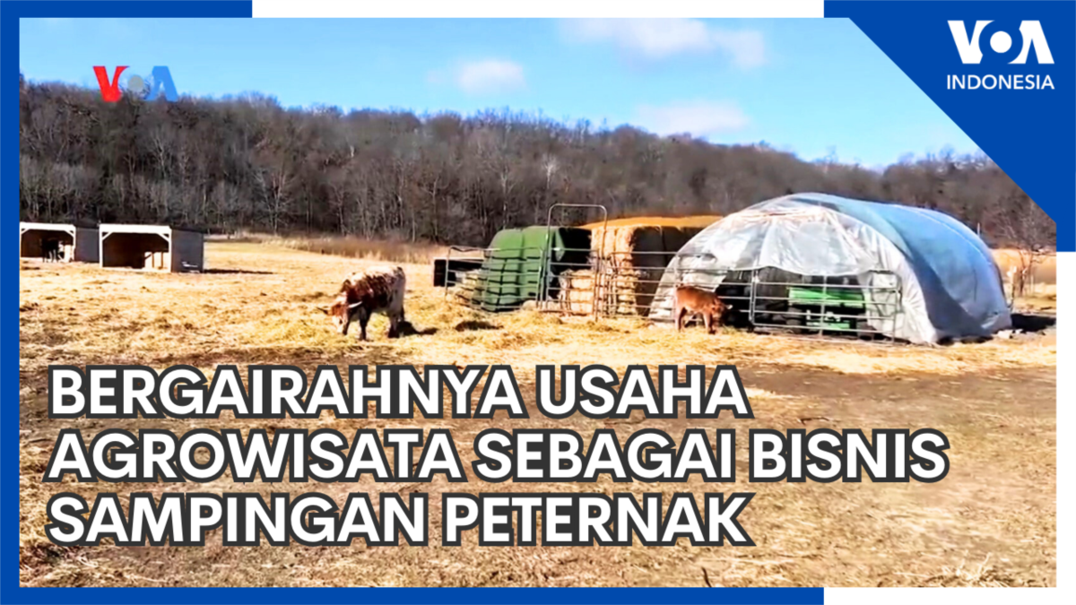 Bergairahnya Usaha Agrowisata sebagai Bisnis Sampingan Peternak