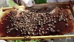 Researchers Listening to Bees for Sounds of Trouble