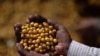 FILE — Coffee producer Neide Peixoto selects coffee beans at the Santo Antonio farm in Santo Antonio do Amparo, Minas Gerais, Brazil on May 15, 2024.