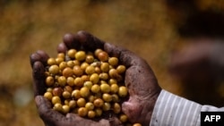 FILE — Coffee producer Neide Peixoto selects coffee beans at the Santo Antonio farm in Santo Antonio do Amparo, Minas Gerais, Brazil on May 15, 2024.