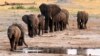 FILE - A herd of elephants walk past a watering hole in Hwange National Park, Zimbabwe.