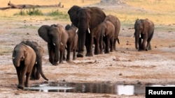 FILE - A herd of elephants walk past a watering hole in Hwange National Park, Zimbabwe.