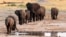 FILE - A herd of elephants walk past a watering hole in Hwange National Park, Zimbabwe.