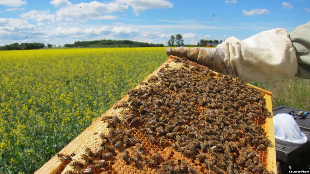FILE - A honeybee colony, filled with busy bees tending their brood and food storage. (Maj Rundlöf)
