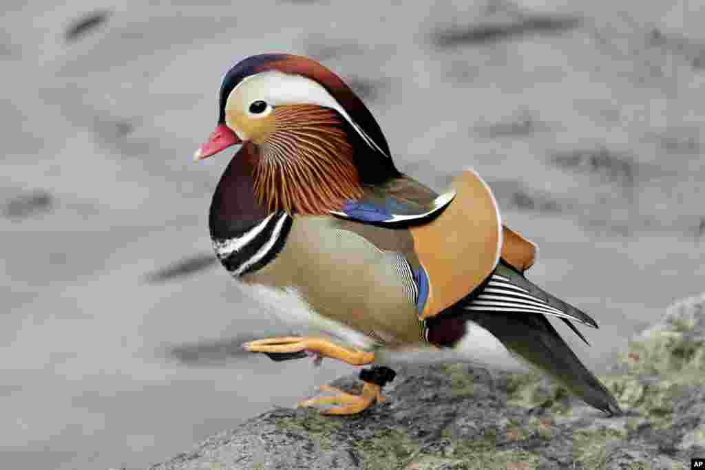 2018年12月5日，一只雄性鸳鸯（Mandarin duck）在纽约曼哈顿中央公园散步。它自从几周前出现在中央公园，已成为明星和网红。其异国情调的外形吸引大量民众前往观赏。一般认为鸳鸯主要分布在东亚，纽约市公园局表示，不清楚它从何地迁徙到纽约。它出现后又一度消失，粉丝们在网上发出寻鸟启示。华盛顿邮报报道，人们担心它可能被盗或被人吃掉。纽约公园局称其可能己飞离纽约寒冷水域。但后来鸳鸯回来了。