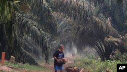 A man carry palm fruits at a palm oil plantation blanketed by haze from wildfires in Pekanbaru, Riau province, Indonesia, Saturday, Sept. 14, 2019.