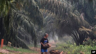 Palm Oil Kings Indonesia Malaysia Lost Less Forest In 2019