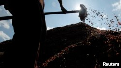 A man piles coffee cherries while processing them at a buying agent in Son La province, west of Hanoi, Nov. 19, 2012.