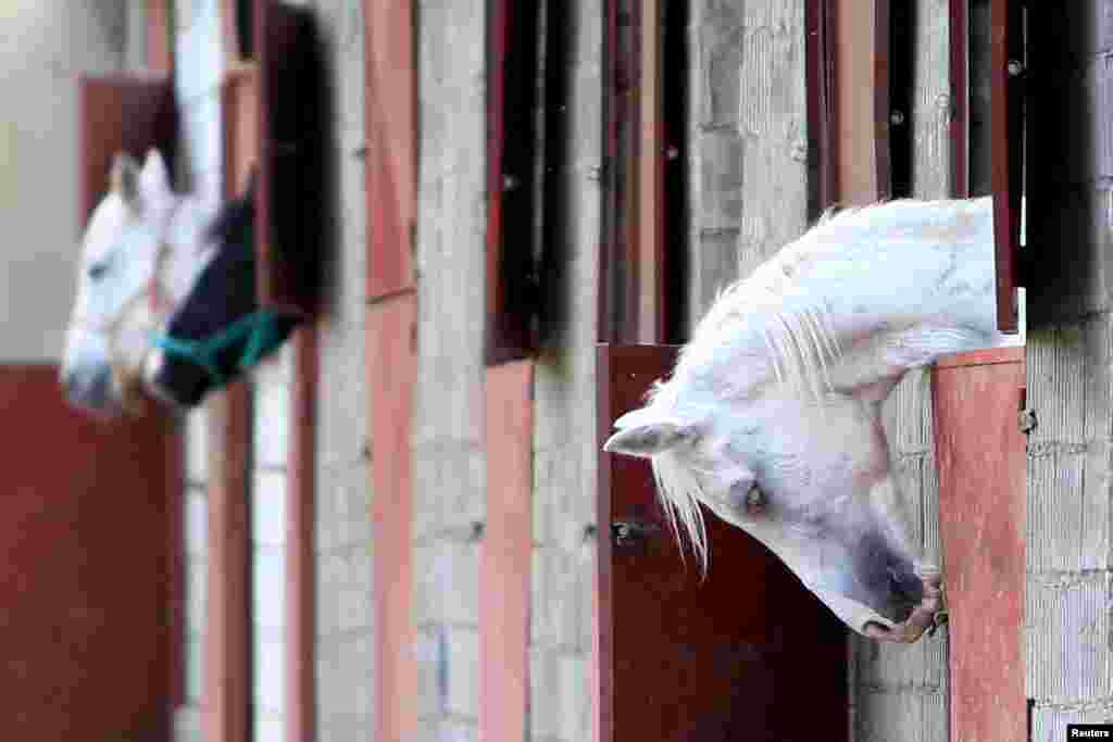 A mare attempts to reach the lock of a stable in the port city of Sidon, southern Lebanon.